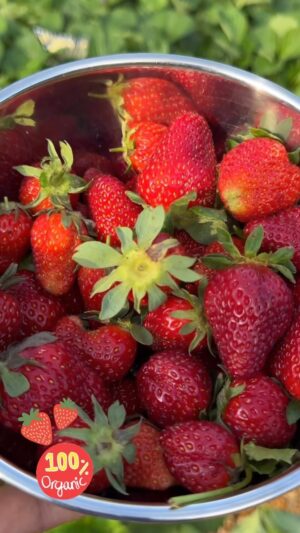 Laila Ali Instagram - 🍓Nothing like fresh picked fruit! Everyday I go out in my garden and grab enough strawberries to fill up an entire bowl! Strawberries are a superfood~  low glycemic ,rich in antioxidants, high in fiber and other nutrients/minerals  that support good health and help fight cancer. 
#ConwayHomeGarden #LailaAliLifestyle