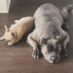 Laila Ali Instagram – ♥️🐾Best buds! Always together.