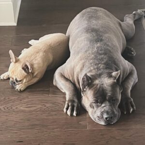 Laila Ali Instagram - ♥️🐾Best buds! Always together.