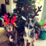 Lana Parrilla Instagram - Wishing everyone a Merry Christmas!! ❤️🙏🏽🕯️✨🎄 Repeat of last year’s photo. This year, I didn’t buy a X-mas tree or presents from big, rich department stores. Instead I decided to give back to those in desperate, dire need. If you are in a position to donate to an organization/ charity today, it is the greatest gift you can possibly give to anyone. Even €£$5 can make a difference. There are so many in need of love & care right now. Let’s all endeavour to practice loving kindness and make a donation today to the people that are in need of it most. Sending all my love, respect and gratitude ❤️🕊️🕯️✨🙏🏽 #giveback #charity #donation #helpothers #helponeanother #helpfamilies #bigheart #generous #love #solidarity #peace #kindness #light #love #balance #potd ✨🫶✨