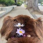 Lana Parrilla Instagram - Princess Lola 🌸 #potd