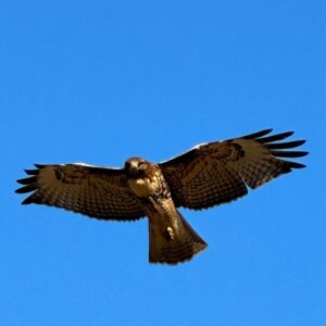 Lana Parrilla Instagram - An incredible moment with this stunning beauty! #potd #nofilter #nature #hike #hawk #symbol 🪶🙏🏽