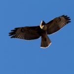 Lana Parrilla Instagram - An incredible moment with this stunning beauty! #potd #nofilter #nature #hike #hawk #symbol 🪶🙏🏽