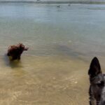 Lana Parrilla Instagram - Enjoying the sunshine with my babies. ☀️💦 #puppyplaytime #lake #letsplay #sunshine #california