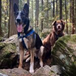 Lana Parrilla Instagram - They bring out the best in each other ❤️🐶❤️ #haroldandmaude #forestlovers #potd #dogsofinstagram