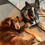 Lana Parrilla Instagram – These lil rascals bring me the greatest joy! 
My two devious angels in dog suits 🐾🐶❤️
#nationaldogday #potd #Lola #Levi #myloves
