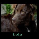 Lana Parrilla Instagram - Happy 15th Birthday to the light of my life, my forever baby girl Lola ❤️ Way to go Lols! UltimateRockstar! 15YRS! Holy wow! I’m the luckiest person on the planet! Hit the frickin’ jackpot w/ u, baby girl. U truly r the most precious, most pure, most beautiful, kind, intuitive, sensitive little angel I’ve crossed paths with! No idea what the heck I did in this lifetime to be blessed to walk along side u over these yrs. But thank the heavens u chose me to be ur Mama! Lola, u’ve my back like no other. Thru my darkest, most challenging, arduous days, u’ve been there. I’ve cried in ur arms, on ur head,belly,bum time & time again. All those moments when life’s gotcha hard, U've always, without fail, known how to hold & comfort me. It’s truly impressive! How & where did u learn to do that? Can we bottle up some of that sweet kindness, share it with the world & label it “TheUltimateHealer”! U’ve been my longest & most transparent relationship. Most loyal & greatest companion. At times we walk in opposite directions, but that’s also what I value about u. U’ve ur own mind & no one can tell u otherwise. Ur so rare, baby. Many who know u understand what I’m saying. Souls like urs don’t come around often. Truth. I know how special u are! I see & treasure all of u! In those soulful eyes, I see perfection, purity, love, God, intelligence, gentleness, graciousness, understanding, patience, tenderness, valor, fearlessness, perseverance, adventure. U r cashmere, pom paws, Bambi, SassySpice, comedy, mi Lolita! U’ve been a Shaman of sorts. A healer. My greatest teacher & bestest friend! Thnks a million times over for loving me & guiding me all these yrs! Don’t know where I’d be today had we not met. I luv u, Lola w all that I am! In this lifetime, most likely the last & all the ones to come! HAPPY BIRTHDAY MY ANGEL ❤️ *Some of you who know Lola intimately r in this video & some aren’t. There r many I don’t have pics of so please forgive me if u didn’t make the slideshow. Mostly everyone tagged has or has had a deep connection & relationship w Lola. Thnks all for loving & being there for her on days when I couldn’t due to work/travel. Know that u live in her ❤️& in mine 🙏