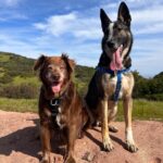 Lana Parrilla Instagram – My loves ❤️❤️ 

#pups #mybabies #lolaandlevi #potd #goodpuppies #blessed oh and photobombed my #gnat (can you find the lil bugger?)