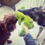 Lana Parrilla Instagram – A precious reunion ✨🐶✨#howwedo #love #puppies #mybabies