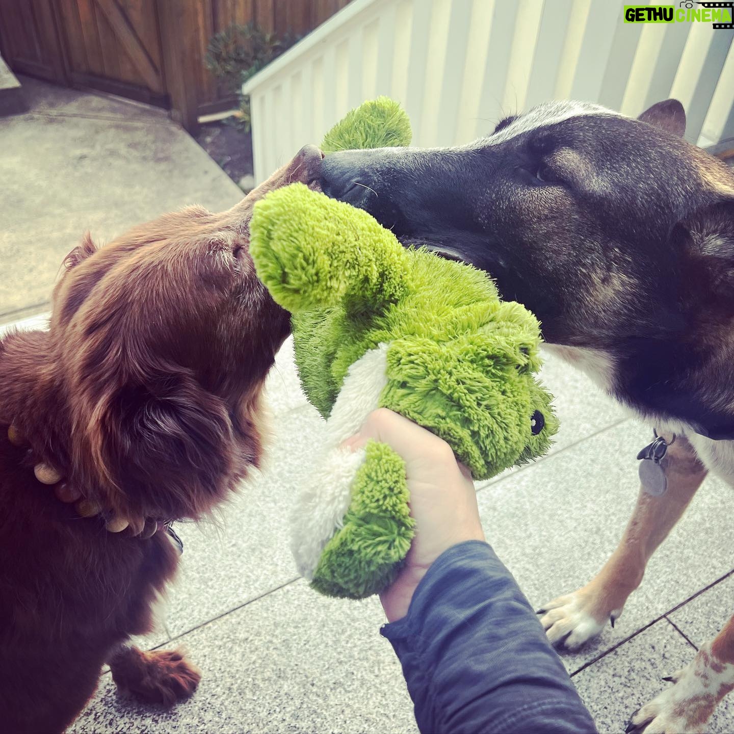 Lana Parrilla Instagram - A precious reunion ✨🐶✨#howwedo #love #puppies #mybabies