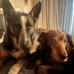 Lana Parrilla Instagram - Whaddup Saturday! 🐾 #puppower #dynamiteduo #potd