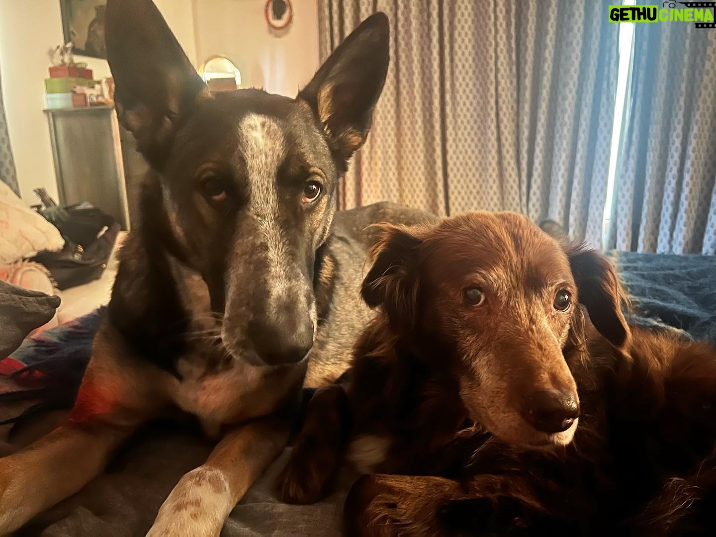 Lana Parrilla Instagram - Whaddup Saturday! 🐾 #puppower #dynamiteduo #potd