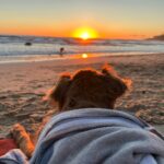 Lana Parrilla Instagram - Lola Parrilla transitioned peacefully on January 14, 2024. For more on Lola and Lana’s love story, please swipe through the images above. ❤️🙏🏽🕯️