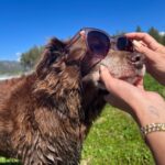 Lana Parrilla Instagram - This woman The smiles On this day With these pups 5hrs Summer 2023 ✅ We did it! Photo credits: @laraporzak & me #friendship #dna #besties #puppylove #summervibes #itsawrap
