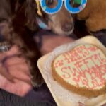 Lana Parrilla Instagram - Today we celebrated my angel Lolita’s Sweet 16! Everyday with her is a blessing! Happy Birthday, baby girl! I love you more than words can tell ✨❤️✨ #happybirthday #lola #wonderdog #puppylove #mybaby #bowiebirthday #family ⚡️👩🏽‍🎤✨🐶👑✨