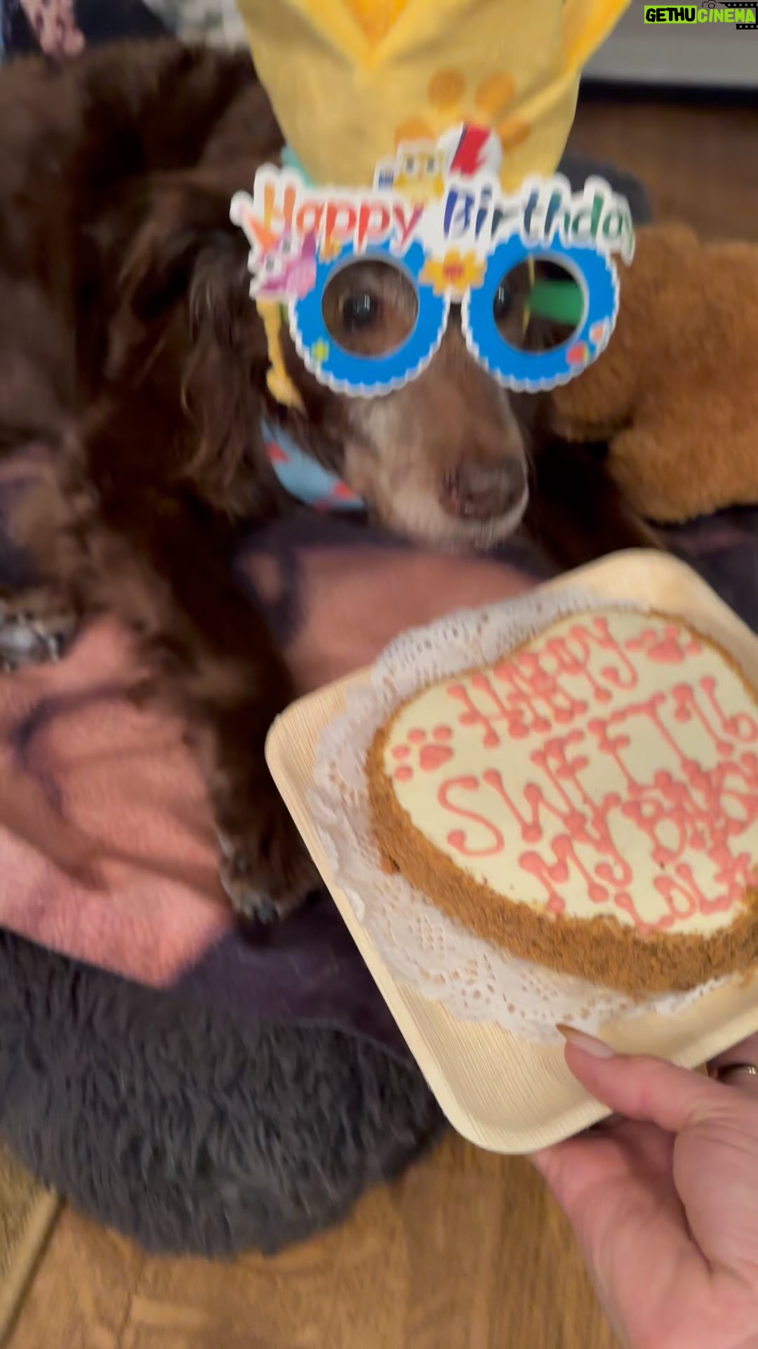 Lana Parrilla Instagram - Today we celebrated my angel Lolita’s Sweet 16! Everyday with her is a blessing! Happy Birthday, baby girl! I love you more than words can tell ✨❤️✨ #happybirthday #lola #wonderdog #puppylove #mybaby #bowiebirthday #family ⚡️👩🏽🎤✨🐶👑✨