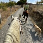 Lana Parrilla Instagram - After 17yrs, I decided to finally come back to the Sierra Nevada Mountains to ride with the best horseman in all of España at the @caballos_la_querencia campo 🐴 🇪🇸 I met my dear friend Fernando Reyero in the summer of 2006 when I decided to move to Spain to study Spanish and brush up on my horseback riding skills 3x a week for nearly 5 months. And where better than the Andalucia in España, right! Granada, Spain became one of my most favorite cities in the world. As someone who’s Spanish speaking skills were poor, you can imagine how intimidating it was to move to a foreign country, not knowing anyone and trying to connect with people who don’t speak your language. Luckily for me, I met one person who really helped me feel welcomed. I was immediately embraced by Fernando who’s English is perfect. He’s not only an incredible teacher and horseman, he’s a wonderful writer and a study of multiple languages. So when I arrived, he greeted me in English, Spanish and French and said, “Which do you prefer?” I replied, “English for now.” 🫣 If you’re looking for adventure on horseback in one of the most stunning places in the world, look no further. Fernando has the most beautiful horses & pups that will melt your heart upon meeting them. He’s created such a wonderful family with these animals and they will all go with you on the journey up the mountain and wait for you while you cool off with a refreshing drink & tapas while overlooking the impressive views of the Sierra Nevadas. This magical experience will keep you smiling for days! For the past 17yrs I’ve wanted to live in this part of Spain. I’ve honestly never been happier. Living with just my basic needs, surrounded by beautiful people, food and culture. And since this trip, I feel like I’m getting closer to that dream. Yay! Who knows, maybe we’ll end up riding together one day! 🤞 Plz go to @caballos_la_querencia for more information on how to have to the adventure of a lifetime. And please make sure to give Fernando a big hug for me! ❤️🇪🇸🐴🍻 #adventure #españa #horsebackriding #andalucia #spain #horses #riding #caballos #friendship #supportsmallbusiness #happiness #caballoslaquerencia #potd