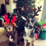 Lana Parrilla Instagram - Merry Christmas from us to all! #happyholidays #tistheseason #merrychristmas 🎄🙏🏽❤️🎁 #potd #dogs #TheLPs #LPFamily