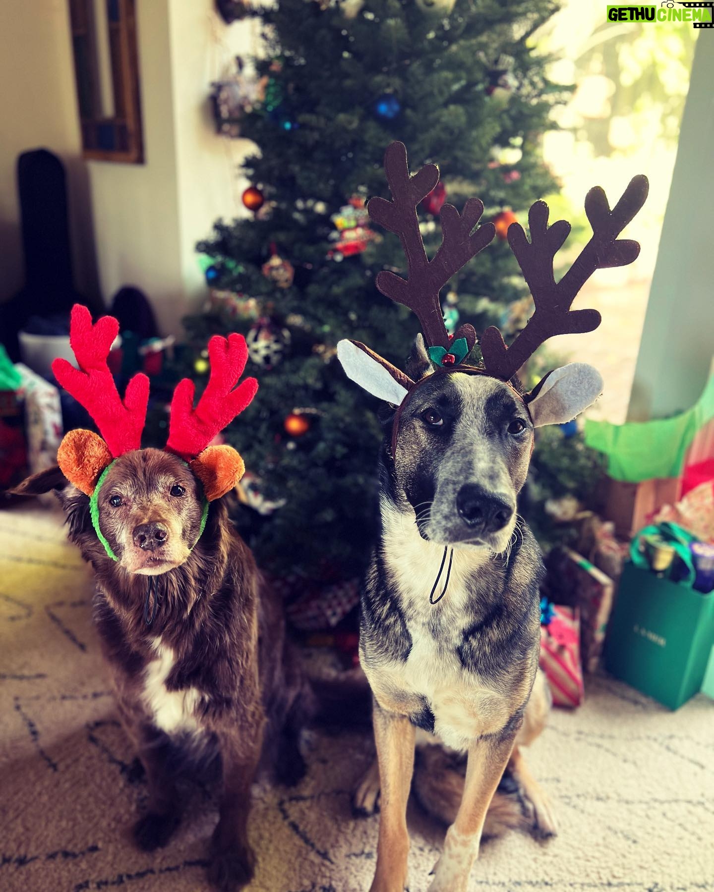 Lana Parrilla Instagram - Merry Christmas from us to all! #happyholidays #tistheseason #merrychristmas 🎄🙏🏽❤️🎁 #potd #dogs #TheLPs #LPFamily
