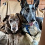 Lana Parrilla Instagram - Seriously…it just doesn’t get any cuter than these two ❤️❤️ #myloves #potd #puppylove #dogsrule #luckyme #naturalmodels #soulfuleyes