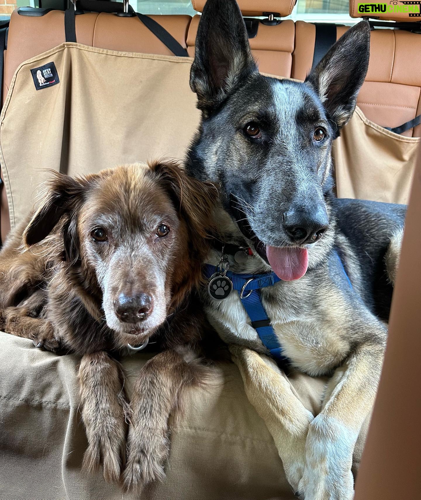 Lana Parrilla Instagram - Seriously…it just doesn’t get any cuter than these two ❤️❤️ #myloves #potd #puppylove #dogsrule #luckyme #naturalmodels #soulfuleyes