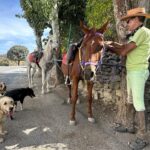 Lana Parrilla Instagram - After 17yrs, I decided to finally come back to the Sierra Nevada Mountains to ride with the best horseman in all of España at the @caballos_la_querencia campo 🐴 🇪🇸 I met my dear friend Fernando Reyero in the summer of 2006 when I decided to move to Spain to study Spanish and brush up on my horseback riding skills 3x a week for nearly 5 months. And where better than the Andalucia in España, right! Granada, Spain became one of my most favorite cities in the world. As someone who’s Spanish speaking skills were poor, you can imagine how intimidating it was to move to a foreign country, not knowing anyone and trying to connect with people who don’t speak your language. Luckily for me, I met one person who really helped me feel welcomed. I was immediately embraced by Fernando who’s English is perfect. He’s not only an incredible teacher and horseman, he’s a wonderful writer and a study of multiple languages. So when I arrived, he greeted me in English, Spanish and French and said, “Which do you prefer?” I replied, “English for now.” 🫣 If you’re looking for adventure on horseback in one of the most stunning places in the world, look no further. Fernando has the most beautiful horses & pups that will melt your heart upon meeting them. He’s created such a wonderful family with these animals and they will all go with you on the journey up the mountain and wait for you while you cool off with a refreshing drink & tapas while overlooking the impressive views of the Sierra Nevadas. This magical experience will keep you smiling for days! For the past 17yrs I’ve wanted to live in this part of Spain. I’ve honestly never been happier. Living with just my basic needs, surrounded by beautiful people, food and culture. And since this trip, I feel like I’m getting closer to that dream. Yay! Who knows, maybe we’ll end up riding together one day! 🤞 Plz go to @caballos_la_querencia for more information on how to have to the adventure of a lifetime. And please make sure to give Fernando a big hug for me! ❤️🇪🇸🐴🍻 #adventure #españa #horsebackriding #andalucia #spain #horses #riding #caballos #friendship #supportsmallbusiness #happiness #caballoslaquerencia #potd
