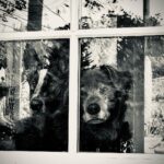 Lana Parrilla Instagram - Doopadeeloopadeedoops ❤️❤️ #potd #mybabies #guarddogs