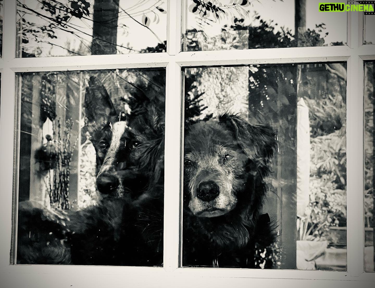 Lana Parrilla Instagram - Doopadeeloopadeedoops ❤️❤️ #potd #mybabies #guarddogs