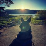 Lana Parrilla Instagram - Levi #potd