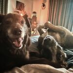 Lana Parrilla Instagram - Morning moments with these two little snuggle monsters ❤️❤️ #puppies #cuddles #mybabies #potd #smiles #love #flip