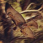 Lana Parrilla Instagram - 🧿✨ #potd #hawk #symbol #protection #photography