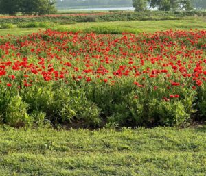 Laura Bush Instagram - Poppies for our dearest Poppy Lou 

#BeautifulTexas