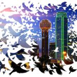 Laura Bush Instagram - Each year, nearly two billion birds migrate through Texas. Darker skies can prevent these birds from colliding with buildings and other structures. Join me in helping our feathered friends by turning off your non-essential lights at night during Texas’ peak spring bird migration period of April 19 – May 7. More with @dallasnews in the link in my profile. #LightsOutTexas #TexanbyNature @texanbynature @cornellbirds
