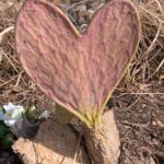 Laura Bush Instagram – Hearts full of love from Crawford Texas! 
Happy Valentine’s Day ❤️