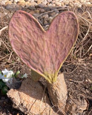 Laura Bush Instagram - Hearts full of love from Crawford Texas! 
Happy Valentine’s Day ❤️