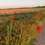 Laura Bush Instagram – Beautiful Texas! 

Standing cypress (Ipomopsis rubra) and blanket flower (Gaillardia)

Cutleaf daisy (Englemann daisy) and blanket flower (Gaillardia) 

Mealycup sage (Salvia farinacea) 

And poppies for our Poppy Louise ❤️ 

@texanbynature @jennabhager