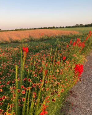 Laura Bush Instagram - Beautiful Texas! 

Standing cypress (Ipomopsis rubra) and blanket flower (Gaillardia)

Cutleaf daisy (Englemann daisy) and blanket flower (Gaillardia) 

Mealycup sage (Salvia farinacea) 

And poppies for our Poppy Louise ❤️ 

@texanbynature @jennabhager