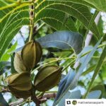 Laura Bush Instagram – The @thebushcenter’s 15-acre Native Texas Park is open daily for self-guided tours from sunrise until sunset. Learn more about how you can explore the park and gardens at the link in my bio. 

Repost @nativetexaspark 

*******************************

Pecan (Carya illinoinensis)

This State Tree of Texas is well represented in the park. They surround the outer circle of the Ceremonial Drive that leads to the Institute and are many other places in the park. According to the LBJWC site—Pecan is one of the most valuable cultivated plants originating in North America. Thomas Jefferson planted seeds at Monticello and gave some to George Washington; now these Pecans are the oldest trees in Mount Vernon.

Location in the park:  Savanna and Woodland. 7/8/23