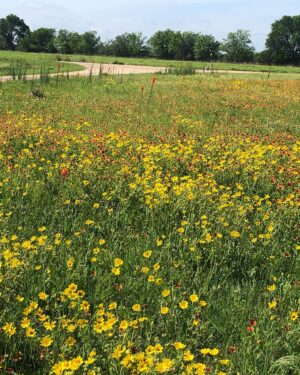 Laura Bush Instagram - Beautiful Texas! 

Standing cypress (Ipomopsis rubra) and blanket flower (Gaillardia)

Cutleaf daisy (Englemann daisy) and blanket flower (Gaillardia) 

Mealycup sage (Salvia farinacea) 

And poppies for our Poppy Louise ❤️ 

@texanbynature @jennabhager