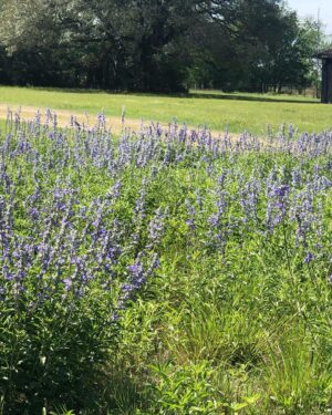 Laura Bush Instagram - Beautiful Texas! 

Standing cypress (Ipomopsis rubra) and blanket flower (Gaillardia)

Cutleaf daisy (Englemann daisy) and blanket flower (Gaillardia) 

Mealycup sage (Salvia farinacea) 

And poppies for our Poppy Louise ❤️ 

@texanbynature @jennabhager