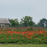 Laura Bush Instagram – Beautiful Texas! 

Standing cypress (Ipomopsis rubra) and blanket flower (Gaillardia)

Cutleaf daisy (Englemann daisy) and blanket flower (Gaillardia) 

Mealycup sage (Salvia farinacea) 

And poppies for our Poppy Louise ❤️ 

@texanbynature @jennabhager