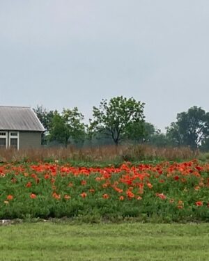 Laura Bush Instagram - Beautiful Texas! 

Standing cypress (Ipomopsis rubra) and blanket flower (Gaillardia)

Cutleaf daisy (Englemann daisy) and blanket flower (Gaillardia) 

Mealycup sage (Salvia farinacea) 

And poppies for our Poppy Louise ❤️ 

@texanbynature @jennabhager