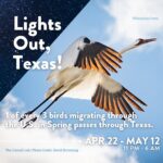 Laura Bush Instagram - Throughout the next month, hundreds of millions of birds will migrate through our state. We can ensure their safe passage with the simple act of turning off non-essential lights at night. I invite all Texans to turn off your lights and darken the skies during the spring migration through June 15 - and especially during peak migration, now through May 12. And look up! You might see something spectacular. #LightsOutTexas @texanbynature