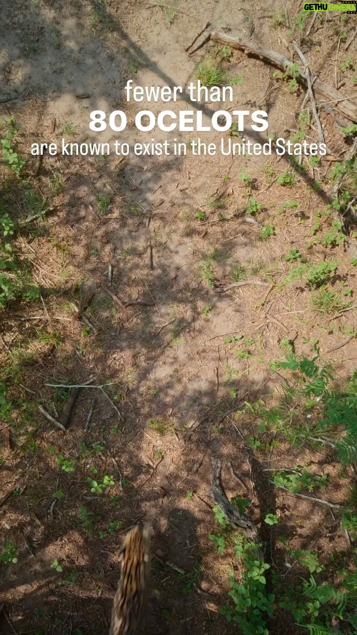 Laura Bush Instagram - Repost @texanbynature It’s #InternationalCatDay, and we have a soft spot in our heart for our beautiful ocelots 🐾@Deepintheheartfilm highlighted the important work conservation partners, and landowners are doing in South Texas to help recover these secretive wild cats. @eastfoundation @ckwri_official Friends of Laguna Atascosa National Wildlife Refuge, and Recovering Texas Ocelots are collaborating through research, land stewardship, and projects that explore the feasibility of reintroducing ocelots to portions of their historical range with the goal of increasing their populations. Read more about these partners at the link in our bio! #texascats #ocelots #wildlife #wildlifeofinstagram