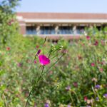 Laura Bush Instagram – Spend #EarthDay with us at @thebushcenter’s Native Texas Park! The wildflowers are in bloom, and they are spectacular this year! 

Free guided tours with are available every Saturday at 10 am through May 27, weather permitting. 

More info at link in bio. @thebushcenter @nativetexaspark