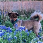 Laura Bush Instagram - Our handsome dog Freddy in the bluebonnets!