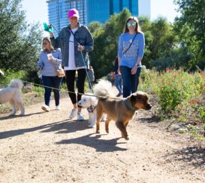 Laura Bush Instagram - Freddy loved seeing his furry friends this morning at @thebushcenter’s Pups in the Park event, especially his pals from @spcatexas! 🐾