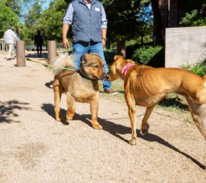 Laura Bush Instagram - Freddy loved seeing his furry friends this morning at @thebushcenter’s Pups in the Park event, especially his pals from @spcatexas! 🐾