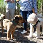 Laura Bush Instagram - Freddy loved seeing his furry friends this morning at @thebushcenter’s Pups in the Park event, especially his pals from @spcatexas! 🐾