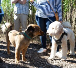 Laura Bush Instagram - Freddy loved seeing his furry friends this morning at @thebushcenter’s Pups in the Park event, especially his pals from @spcatexas! 🐾